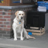 Foto van Witte-Herder-en-Co