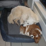 Foto van Witte-Herder-en-Co