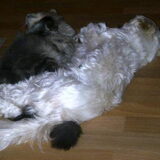 Zo lief die twee samen