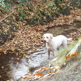 in de beek