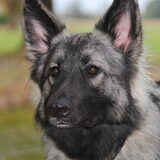 Foto van nicky