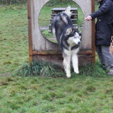 toch leuk agility