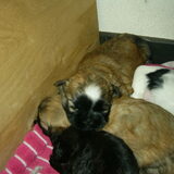 De bruine pup met de witte vlek is van ons :)