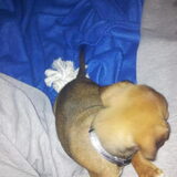 dit is onze lieve kleine meid puck lekker spelen op haar fleecekleed