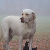 knappe Bamse