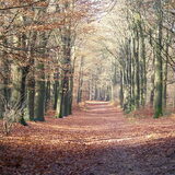bos in Dieren