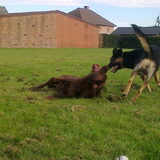 Spelen met Bink