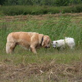En dit is Whooper die hoort weer bij Stanley. Van hem heb ik leren…