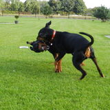 Foto van Marleen , Blacky & Justy