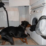 Foto van Marleen , Blacky & Justy