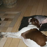 Foto van Tamara,Kallista & Marcel, Hercule †, Yordi †