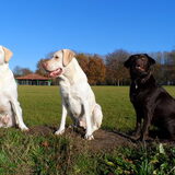 Foto van *Laycka en Lady*