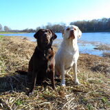 Foto van *Laycka en Lady*