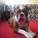 Mijn old enlish bulldog !