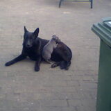 Rex wil op Zara zitten