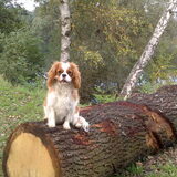 Herfstwandeling