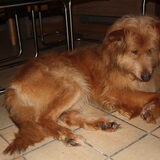 Foto van Muis,Vera, Papadopoulos, Odette, Annabelle en Ciska (Terra+, Dinky+, Saltarin+, Sam+, Zara+, Paco+)