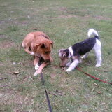 Met de fox terrier pup.