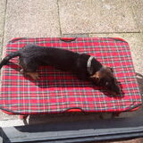 Lekker in de zon liggen