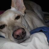 Luie Hond!!