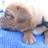 De grootste puppy van de nest :-)