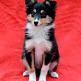 Sookie 12,5 week oud Amazing Velocity Challenge Me