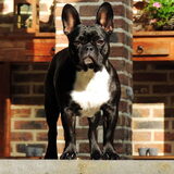 Foto van Maxine, Mira en Tuur