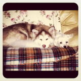 lief eh :D