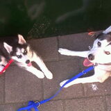 Foto van Snowie & Bella