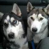 Foto van Snowie & Bella