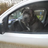 chauffeur nodig
