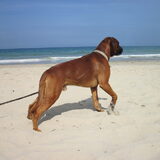Clay lekker aan het strand in Renesse!
