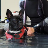 Mira op hydrotherapie. 25 mei is ze geopereerd aan patella luxatie…