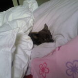 misty ligt in bed