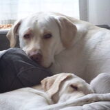 samen lui