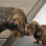 De eerste ontmoeting (01-06-2012)