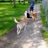 Spelende Honden