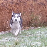 Foto van Shamilla & Zena