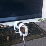 We zijn weer thuis. Grr die stomme riem toch!