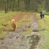 Foto van Barbara, Vos, Quin en Boo