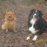 Foto van Barbara, Vos, Quin en Boo