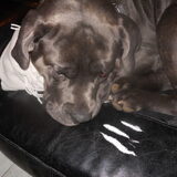 cane corso drugshond