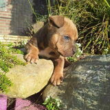 nieuw hondje in de family Baileys een American Bully
