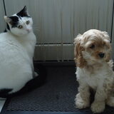 Forza meteen kennis maken met zijn nieuwe speelvriendje onze kat Milo…