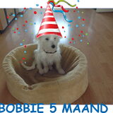 BOBBIE van Jean-Paul wordt van daag 5 maanden, een grote kluif verdiend…
