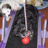 Wolfke en Tinka 8 weken