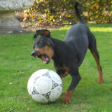 Foto van Marleen , Blacky & Justy