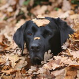 hihi, niks is leuker dan van je hond genieten in de herfst wanneer er…