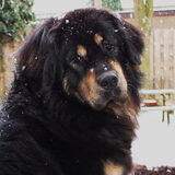 Kaya winter 2011