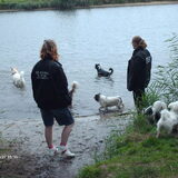 De meeste honden gingen het water in.